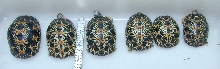 Six Baby Radiateds