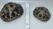Two Radiateds