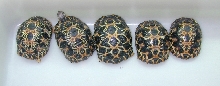 Young Radiated Tortoises