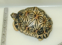 Male Radiated Tortoise