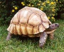 G. yniphora
