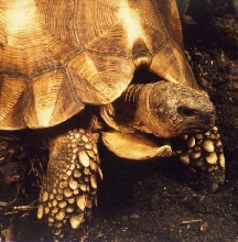 Male G. yniphora