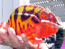 Neon Sambava Panther Chameleon