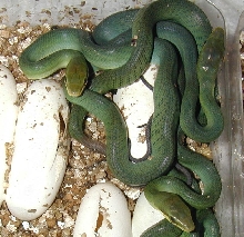 Baby Gonyosoma