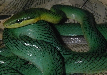 Adult Male Gonyosoma