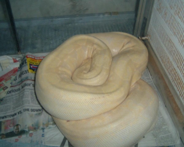 Albino pos?