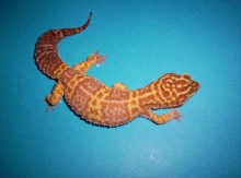albino leo