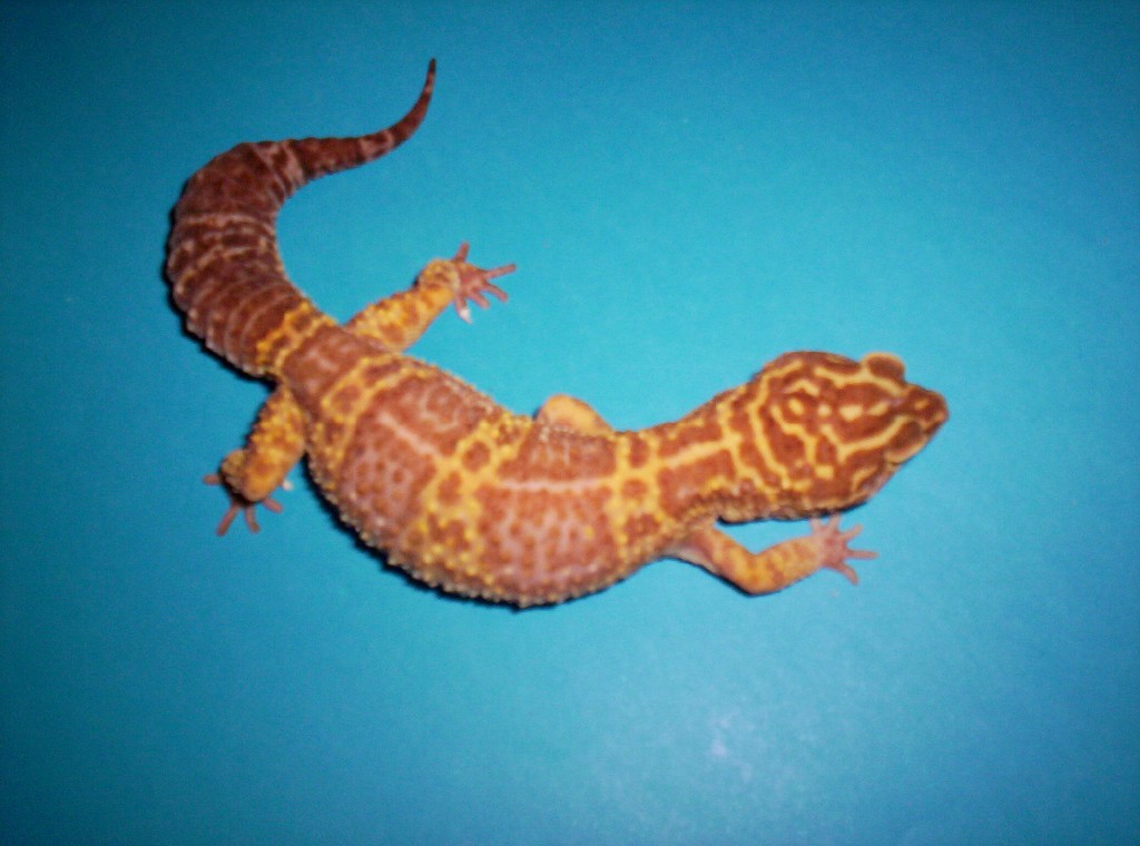 albino leo
