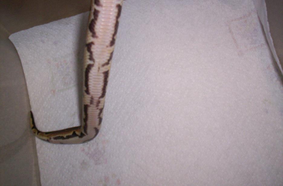 male het pied