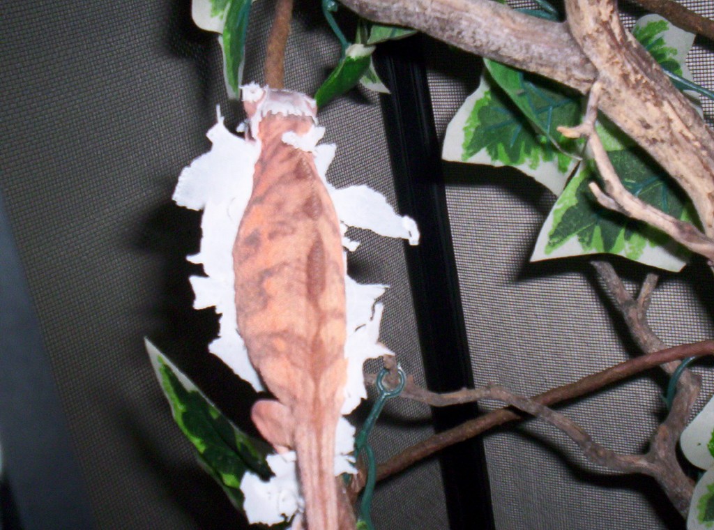 Shedding
