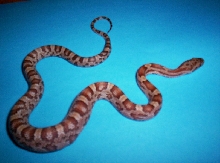 Jungle Corn