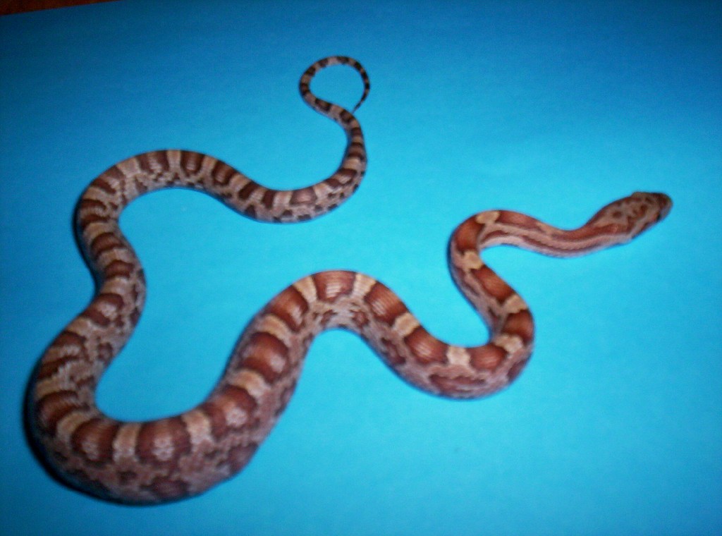 Jungle Corn