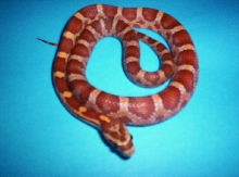 Jungle Corn