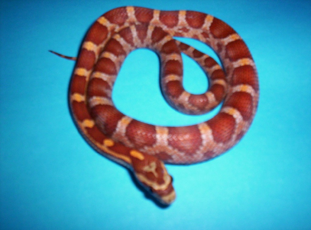 Jungle Corn