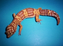 albino leo