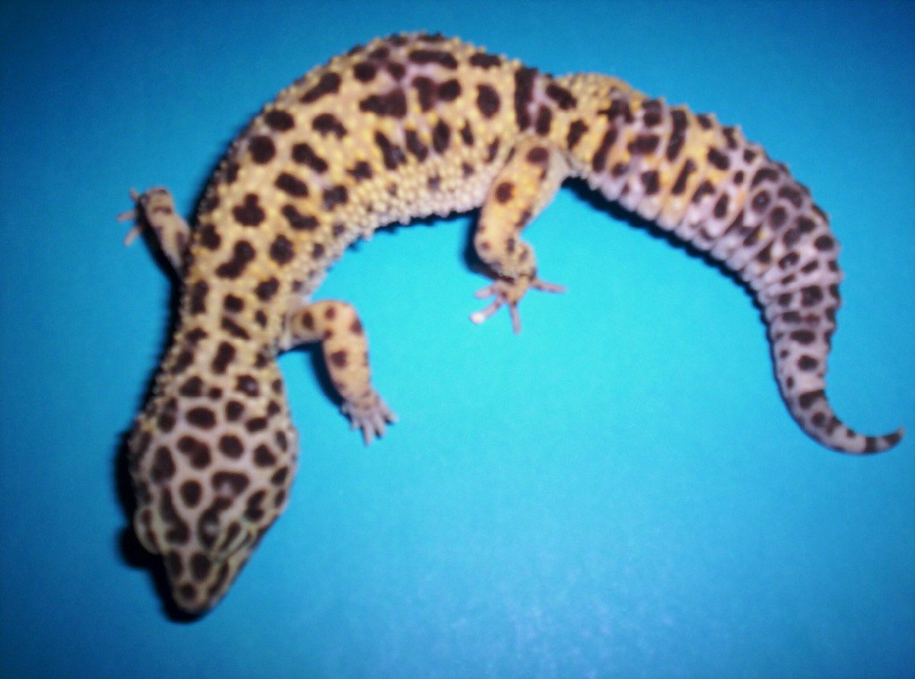 Female leo