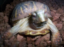 ornate box turtle
