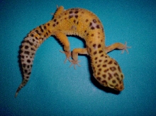tang