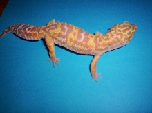 Tremper giant albino jungle tang