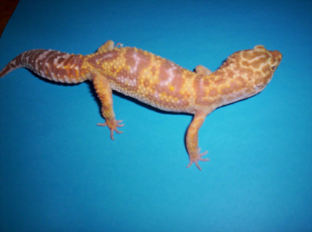 Tremper giant albino jungle tang