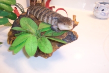 blue tongue skink c.b2003
