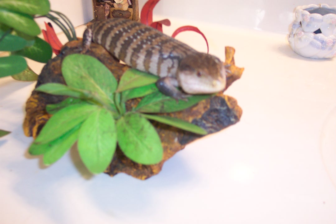 blue tongue skink c.b2003