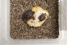 smallest eastern 2003