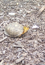high color male