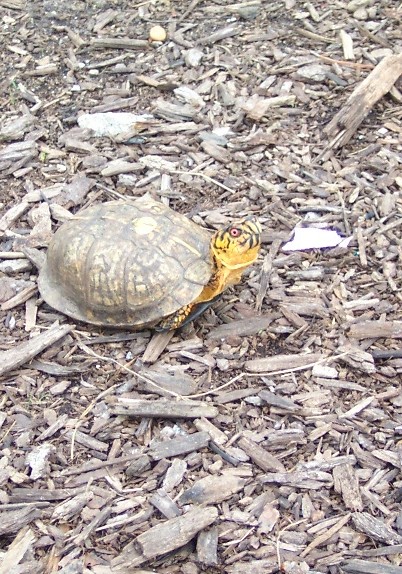 high color male