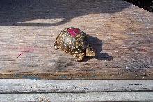 adults female
