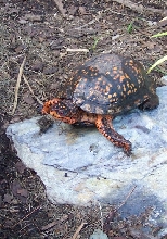 eastern adults