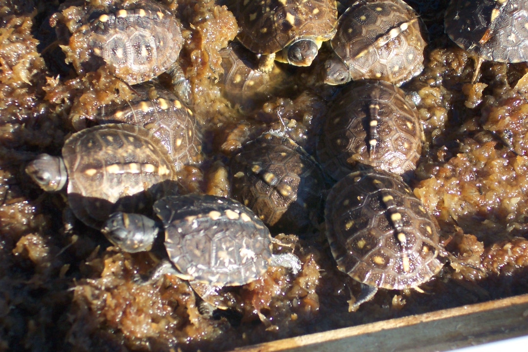 2003 c/b eastern box