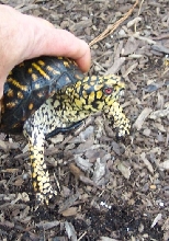 nice male