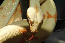 HC Sunglow - Athena