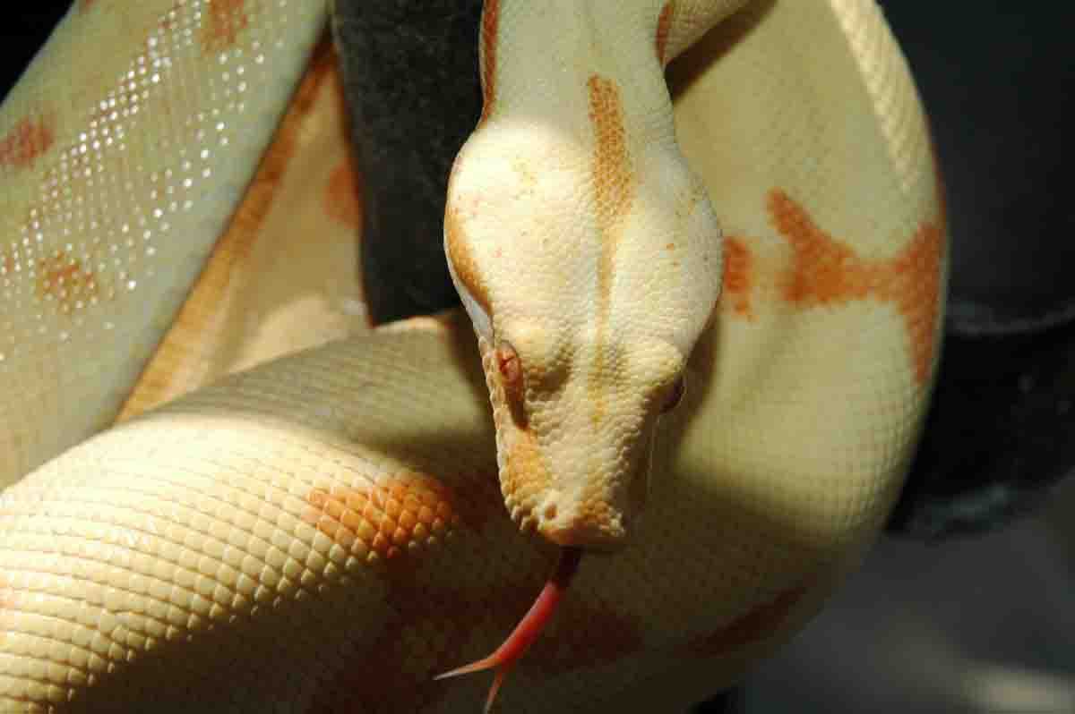 HC Sunglow - Athena