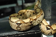 05 Male Jungle