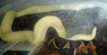 DH Snow x Snow Breeding