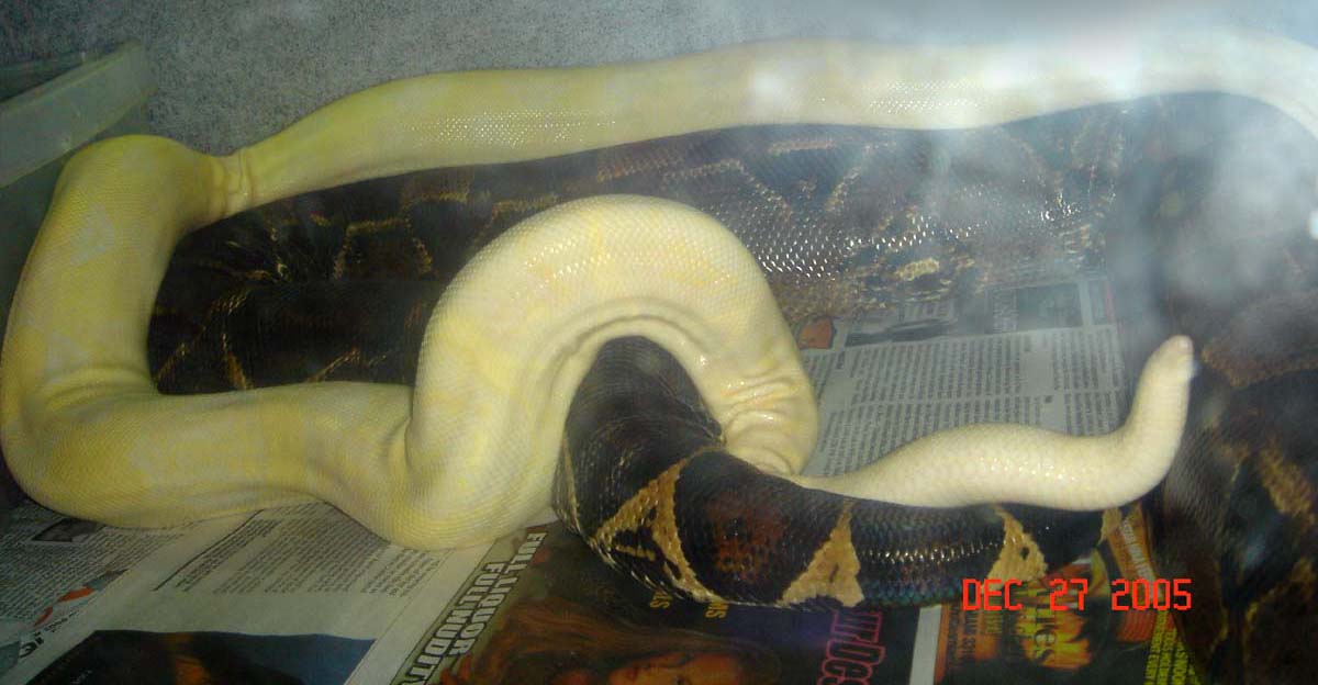 DH Snow x Snow Breeding