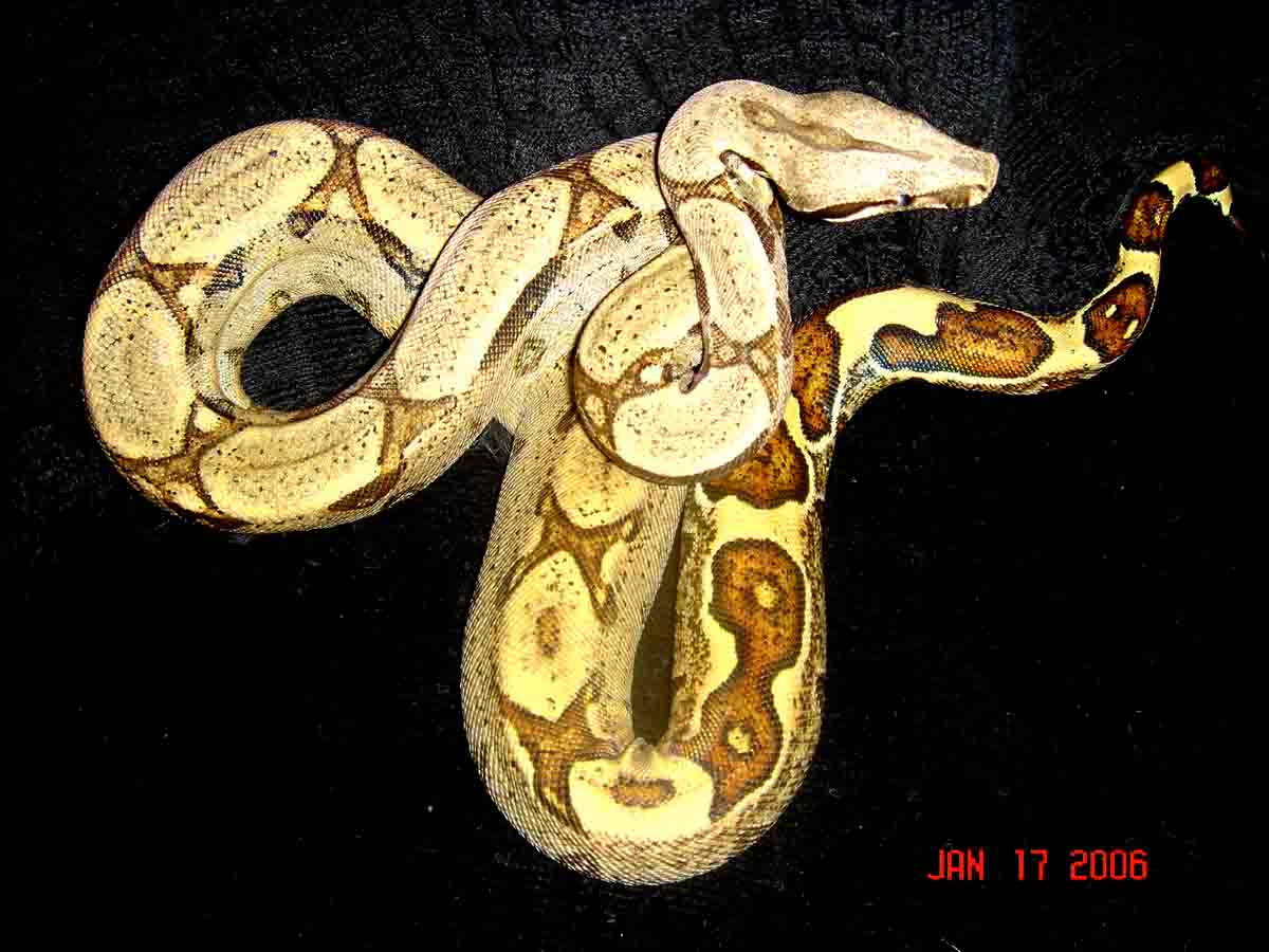 05 Jungle poss het