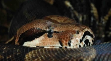 Hathor head shot