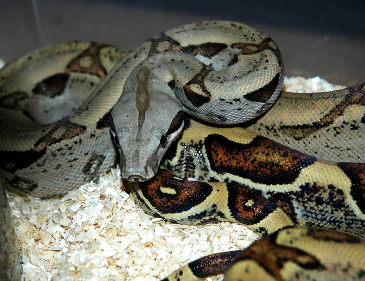 Jungle Boa