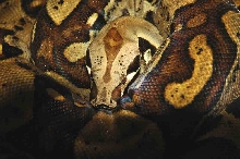 Coiled up - head focus