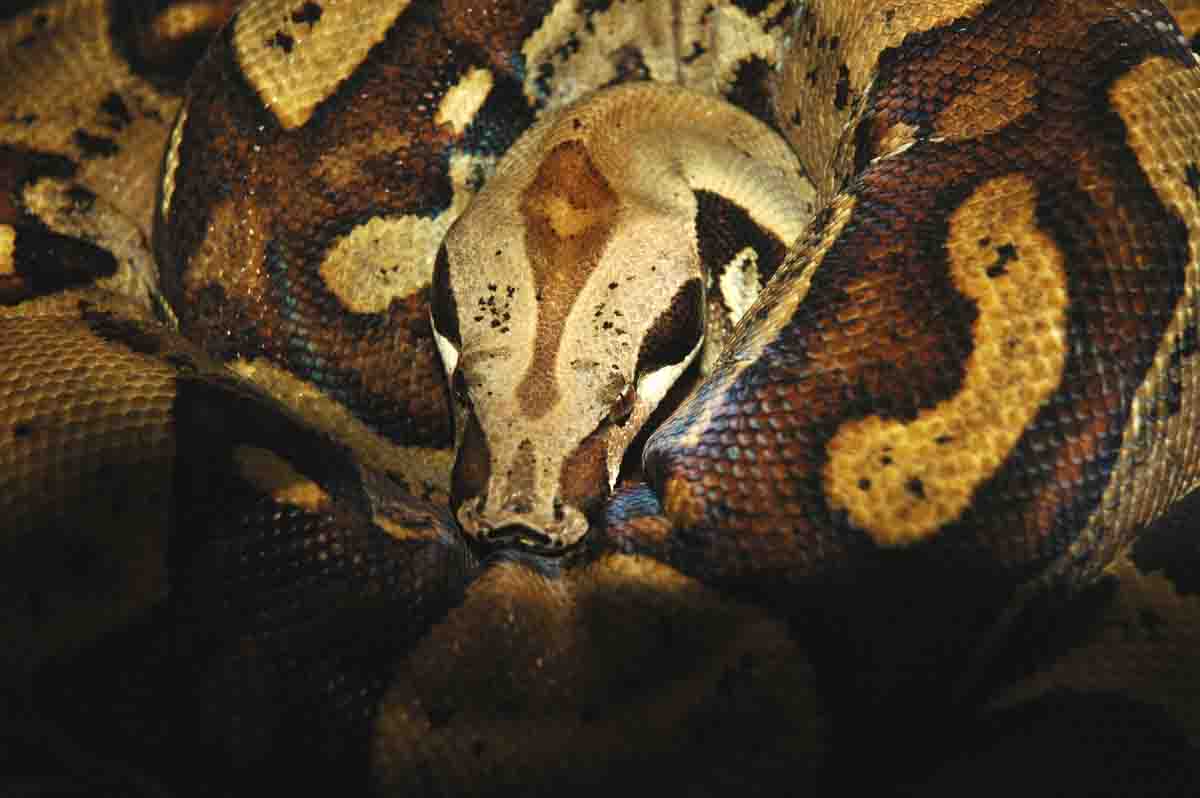 Coiled up - head focus