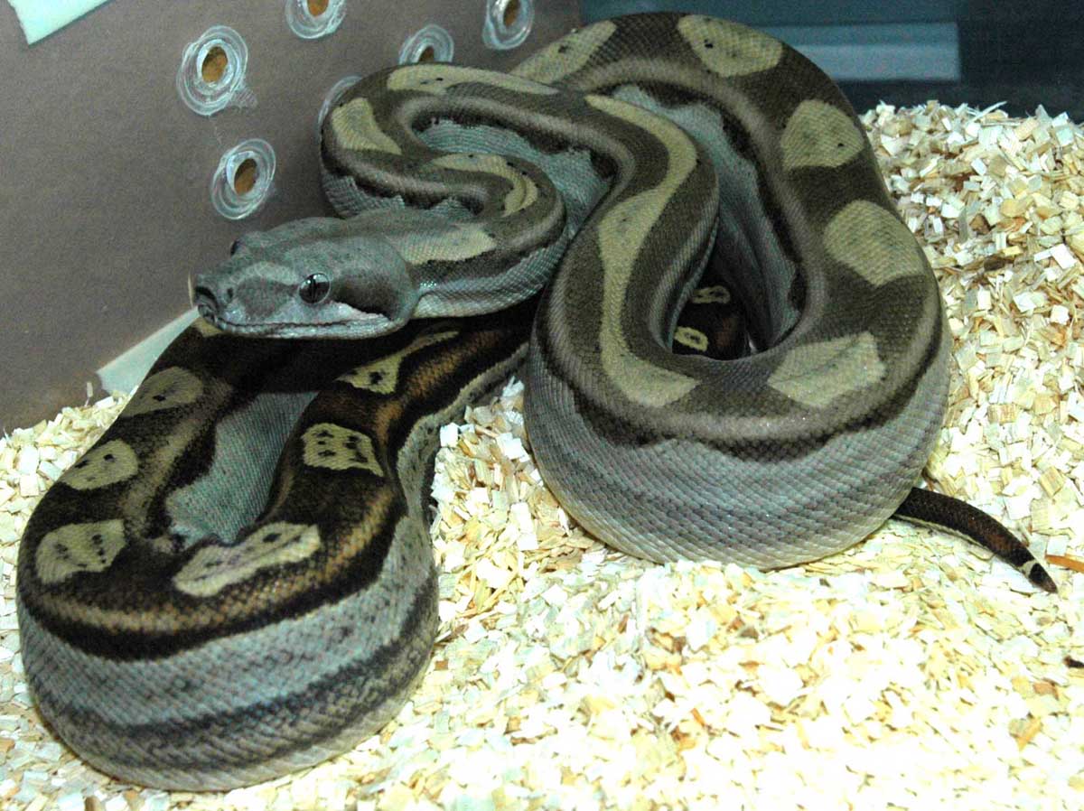 Motley Boa