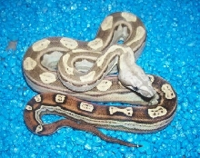 05 Motley pha