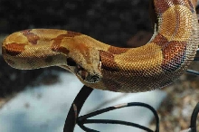 Wilma- front end