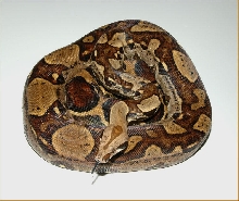 03 Jungle Boa het albino