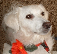 mystery mutt