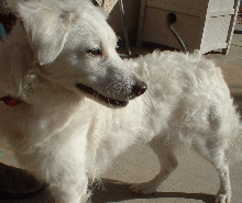 mystery mutt