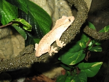 Yoshi the Crested Gecko